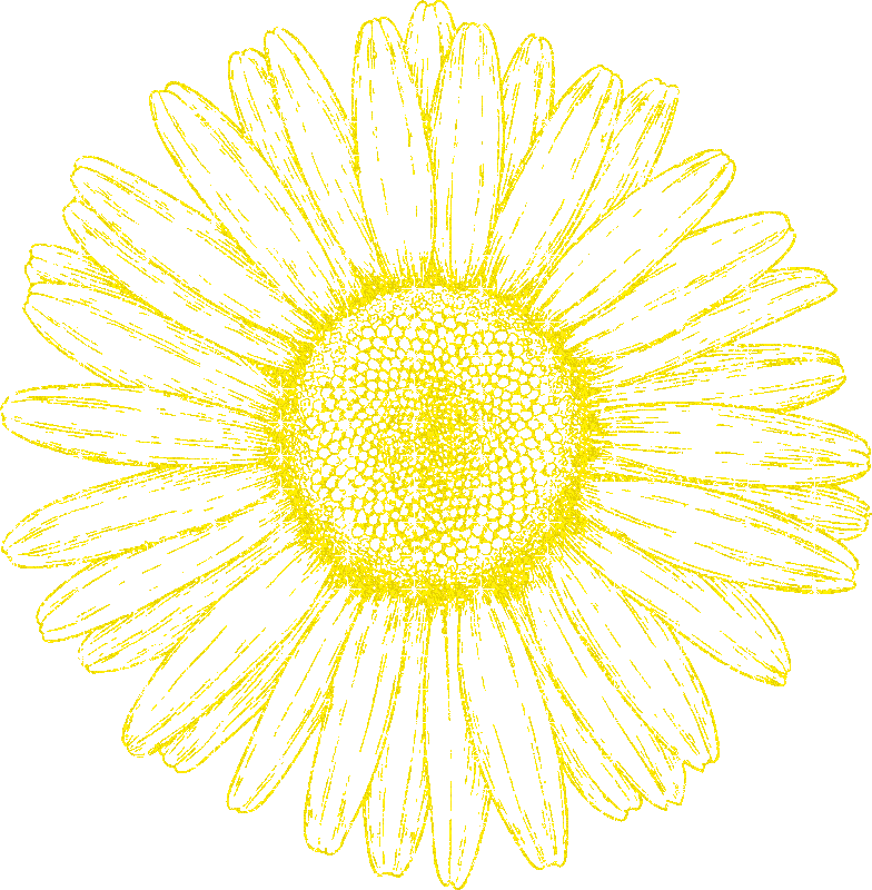 daisy