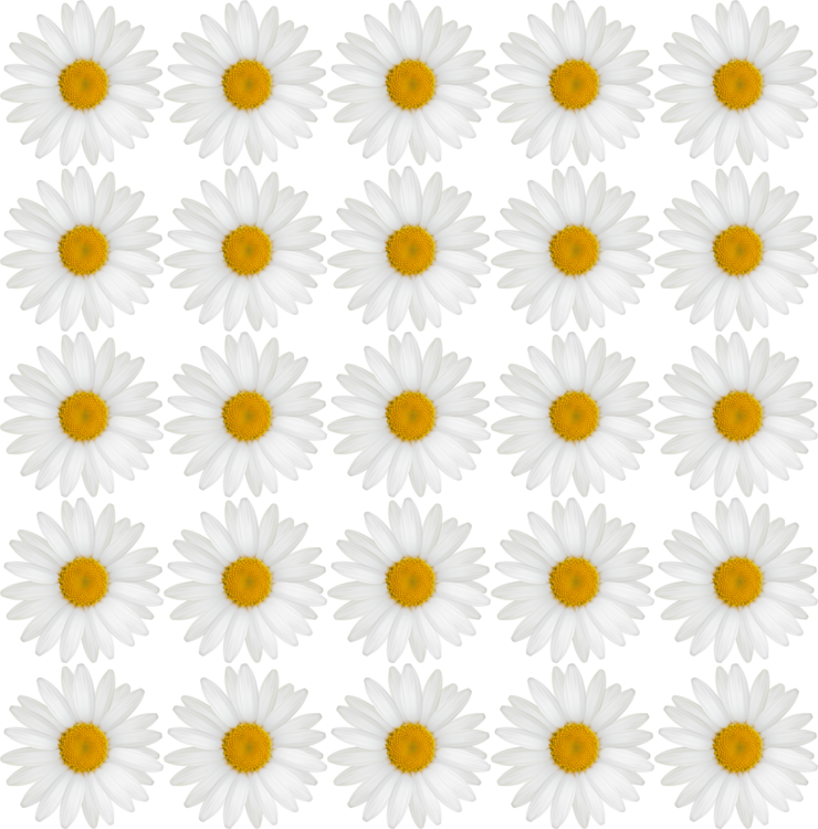 background with daisies