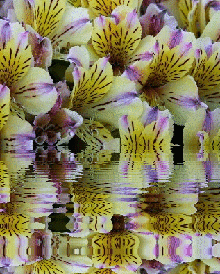 alstroemerias