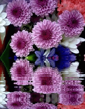 dahlias