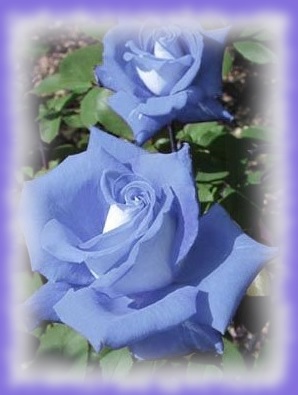 blue rosas