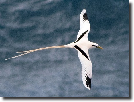 tropic bird