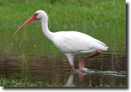 white ibis