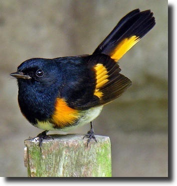 american redstart