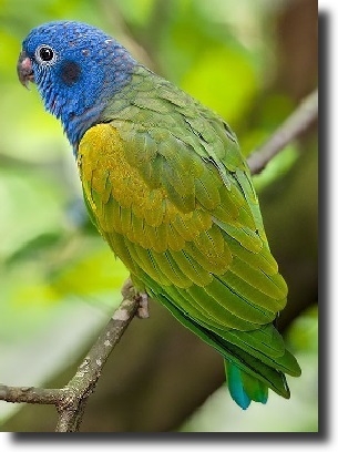 blue-headed parrot