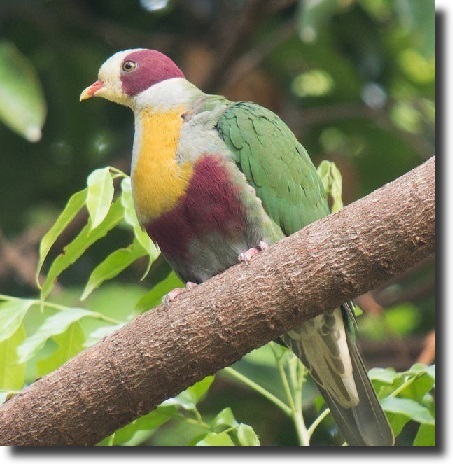 fruit pigeon