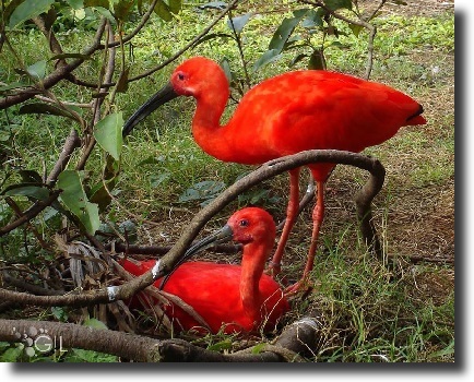 ibis