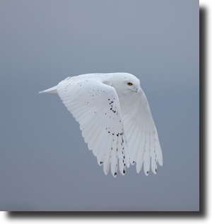 snow owl
