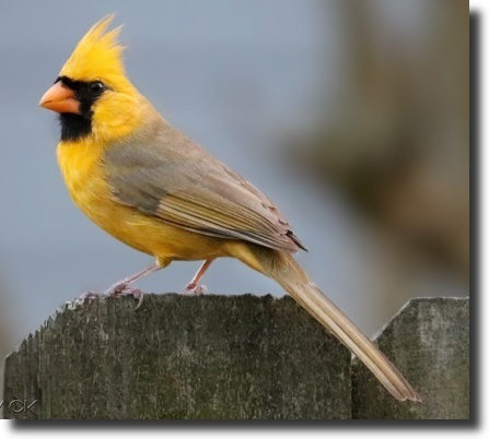 yellow cardinal