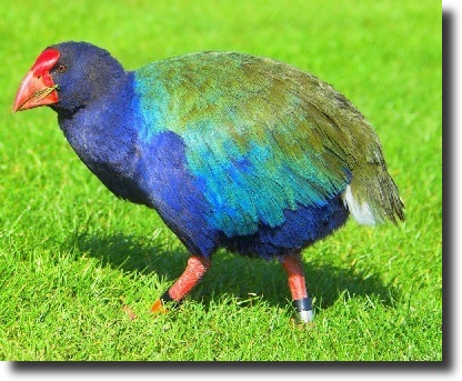 takahe