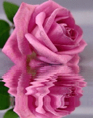 pink rosa
