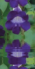 purple snapdragon