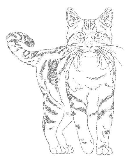 cat