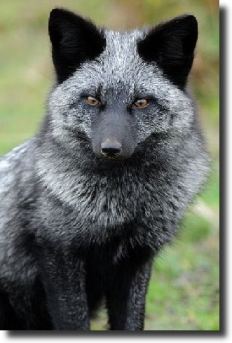 Silver fox