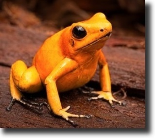 poison frog