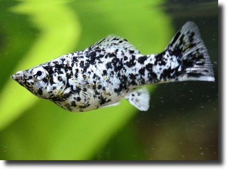 dalmata molly