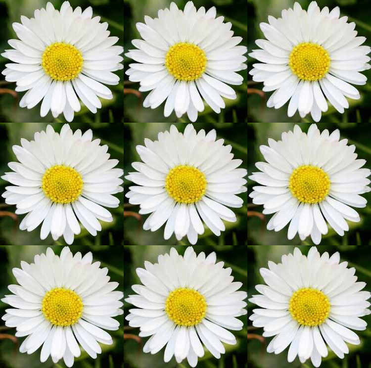 daisies