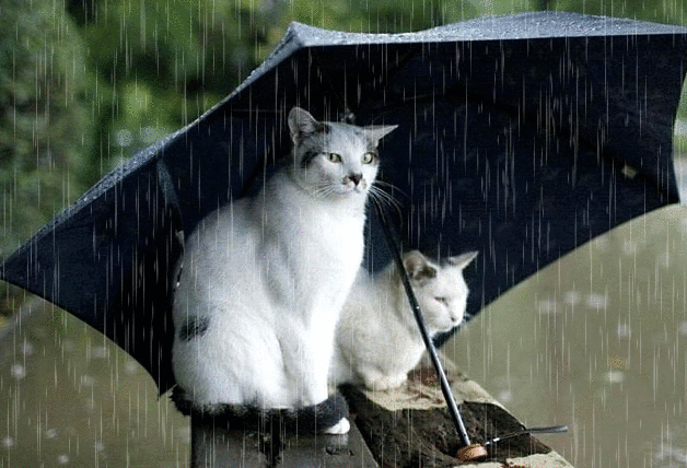 cats with rain