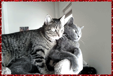 cats