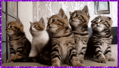 cats
