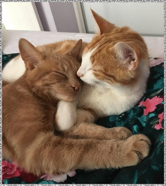 cats
