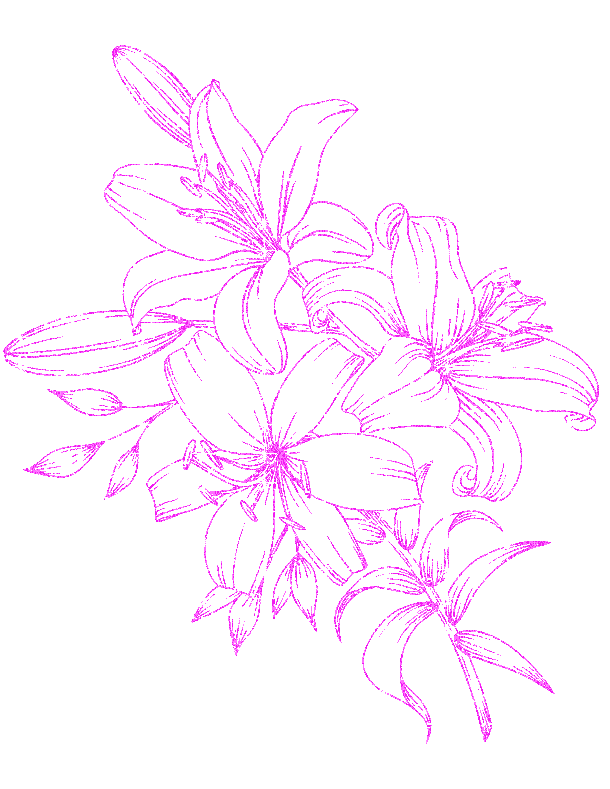 lilies