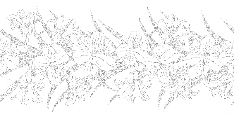 lilies