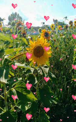 Sunflower & Hearts Background