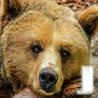 Bear - J