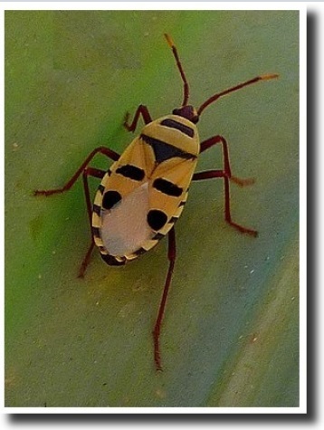 Probergothius  angolensis