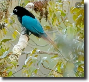 Blue paradise bird
