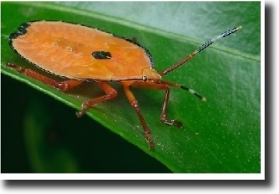 Hetoroptera