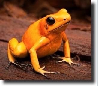 Phyllobates