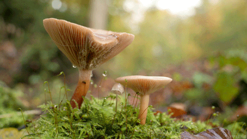 mushroom