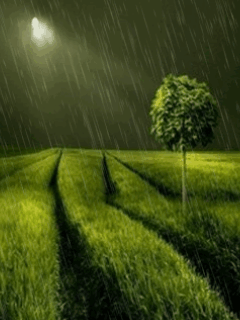 rain