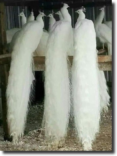 albino peacock