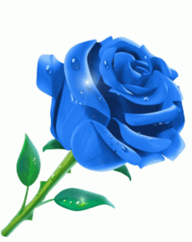 blue rosa