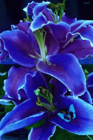 blue lily