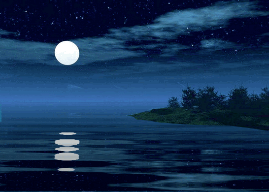 nature in the night