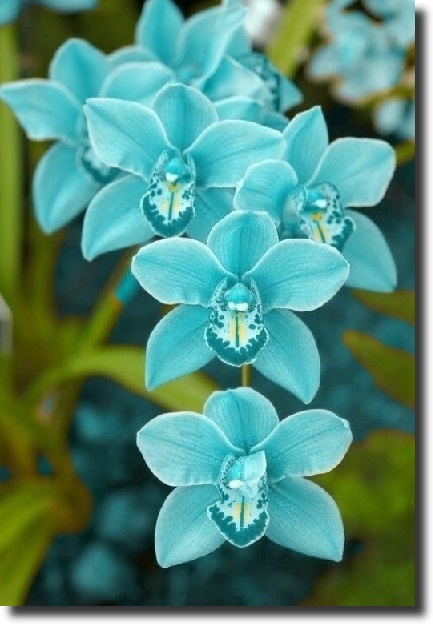 Blue orchid