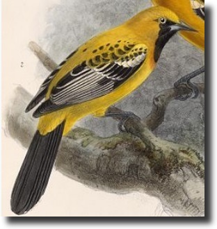 Arany trupial(Icterus auratus)