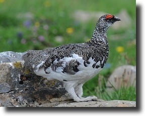 Alpesi hófajd(Phasianidae)