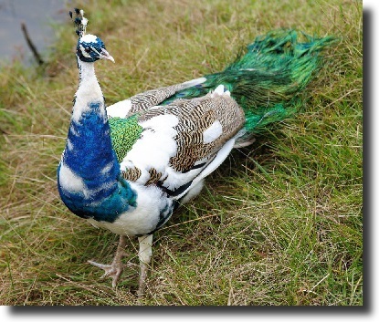 albino peacock