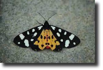 Fekete medvelepke