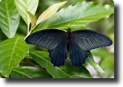 Black butterfly