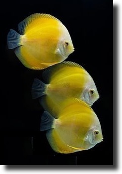 Yellow fish