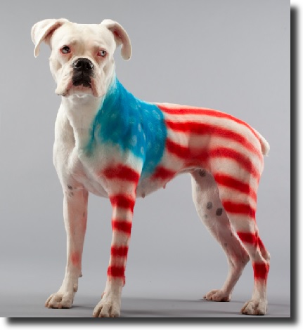 color dog