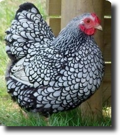 hen