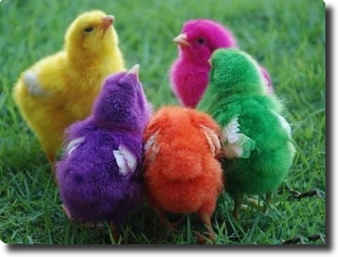 color chicks