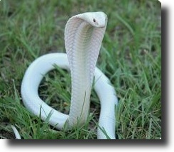 Albino cobra